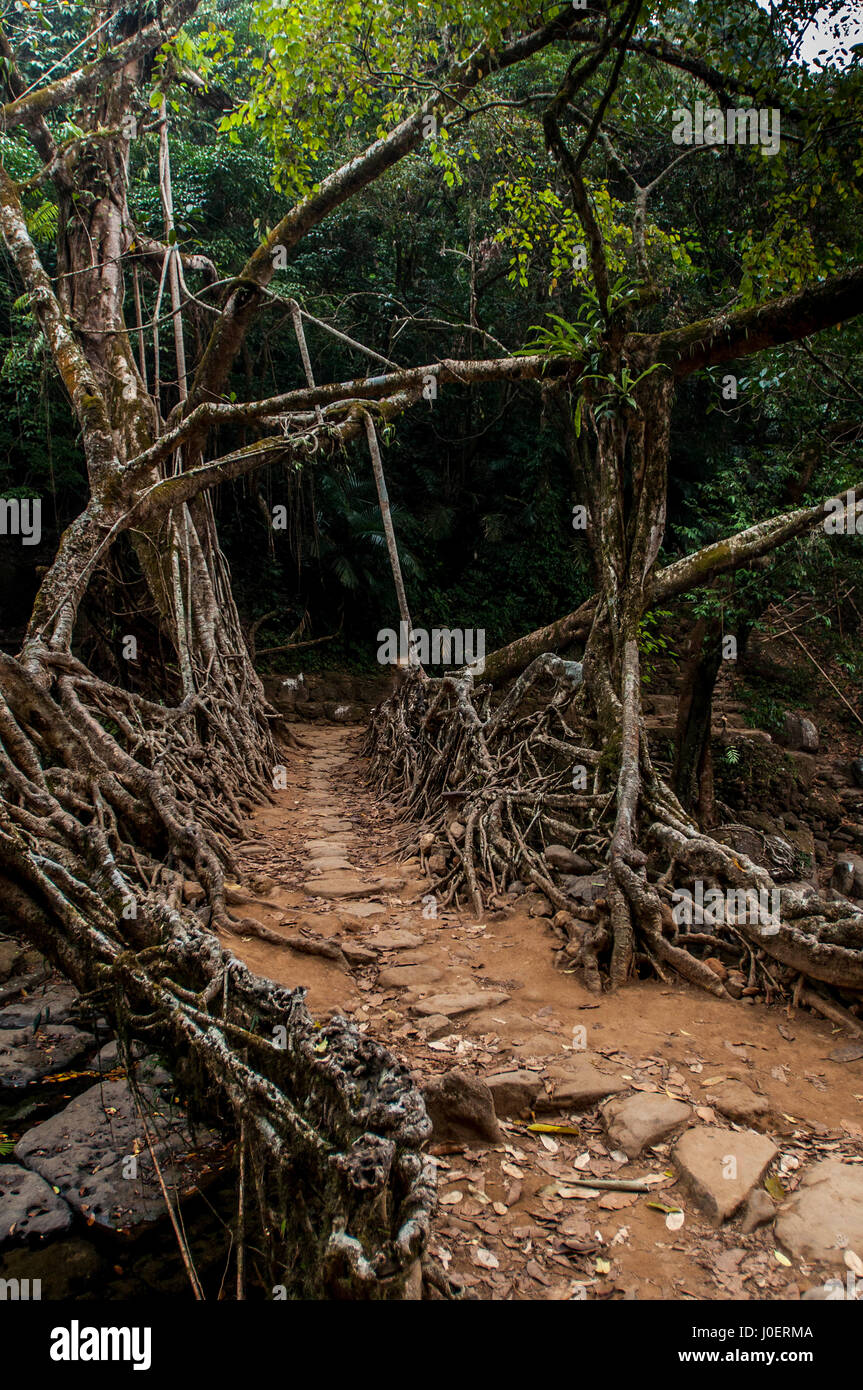 Living Root bridge, mawlynnong, meghalaya, india, asia Stock Photo