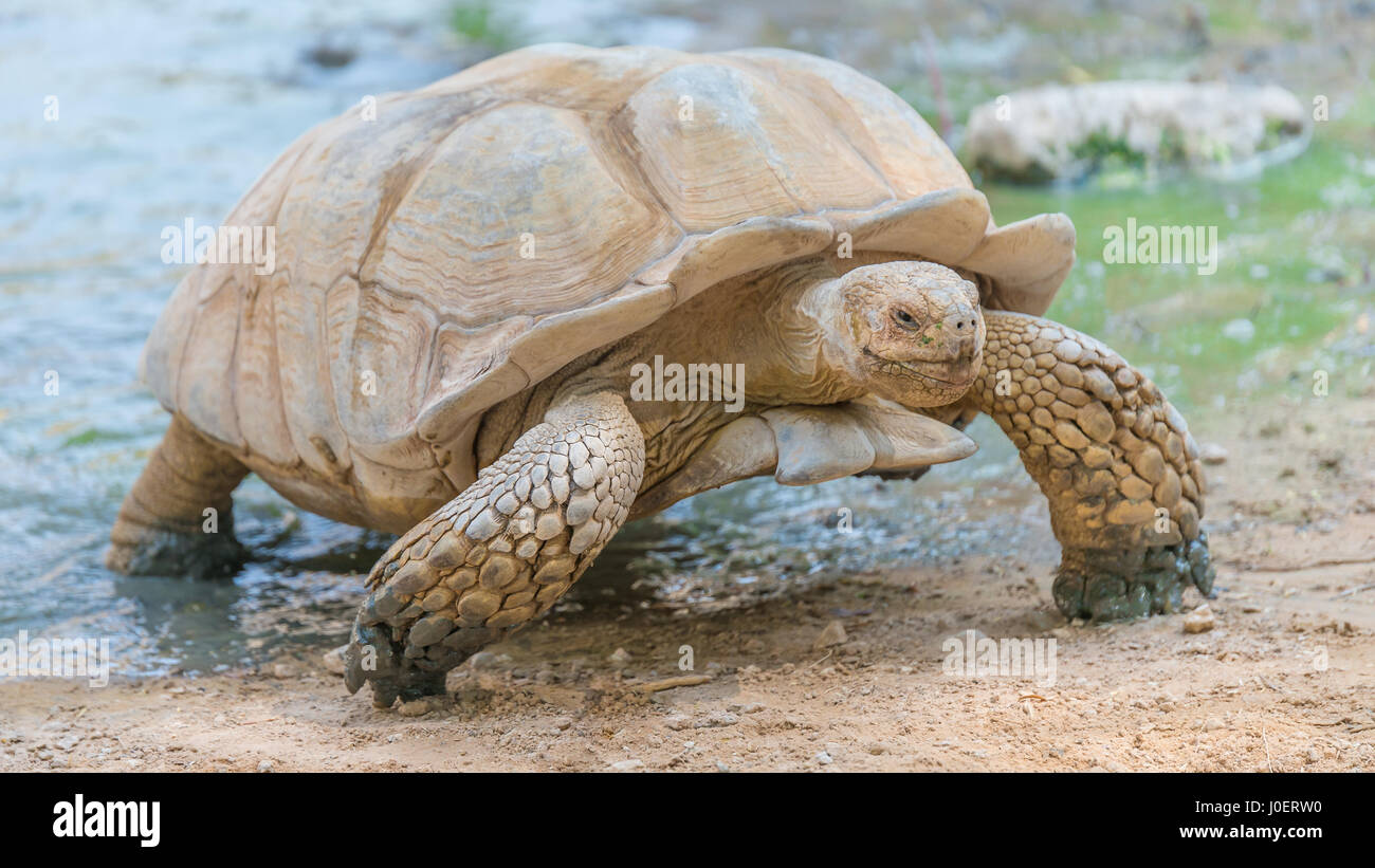 Big old turtle live in Asia just finish swimming Stock Photo