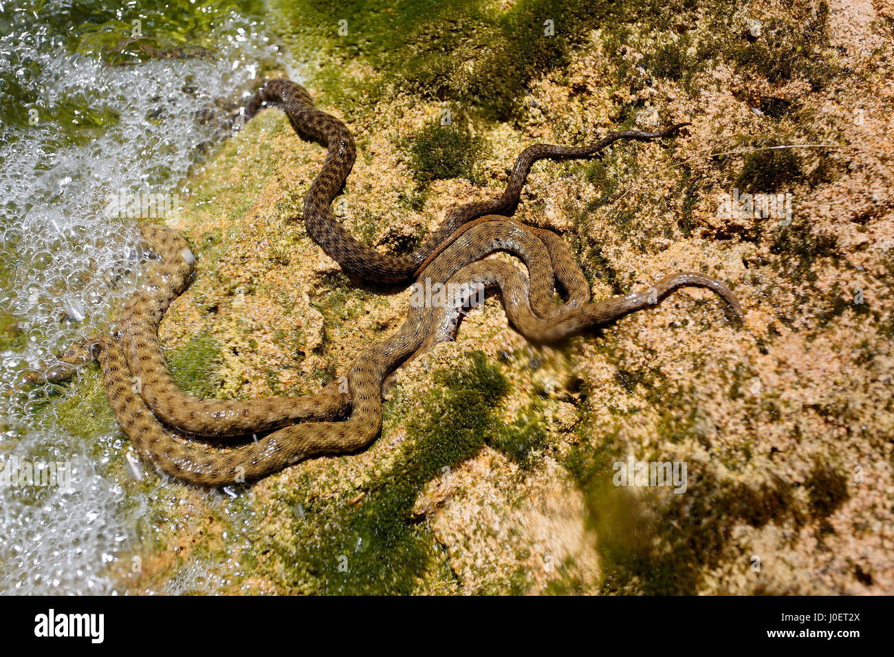 Three dice snakes in ambush in the stream Stock Photo