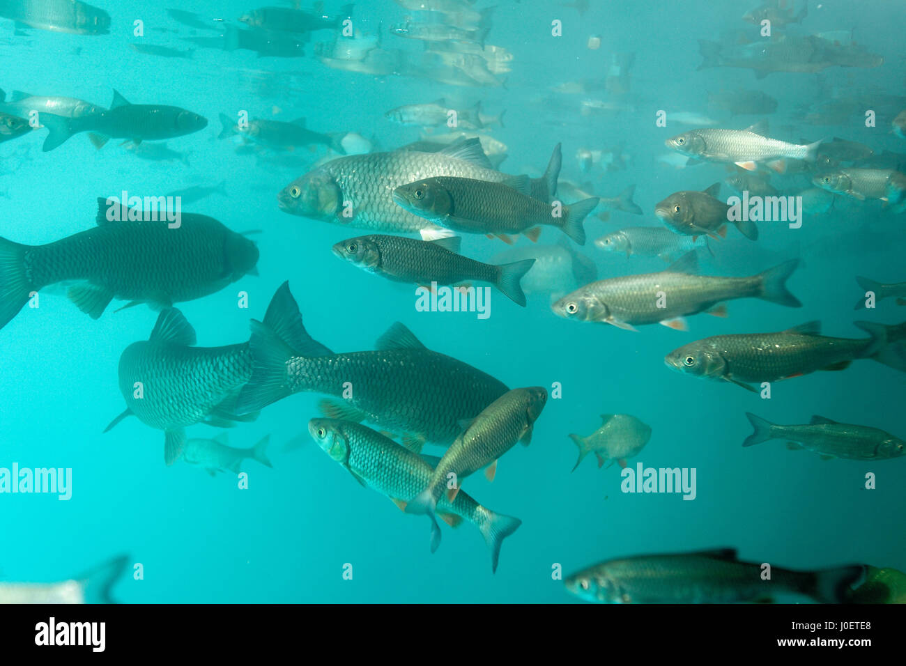 A large shoal of the chub fish from Plitvice Lakes Stock Photo - Alamy