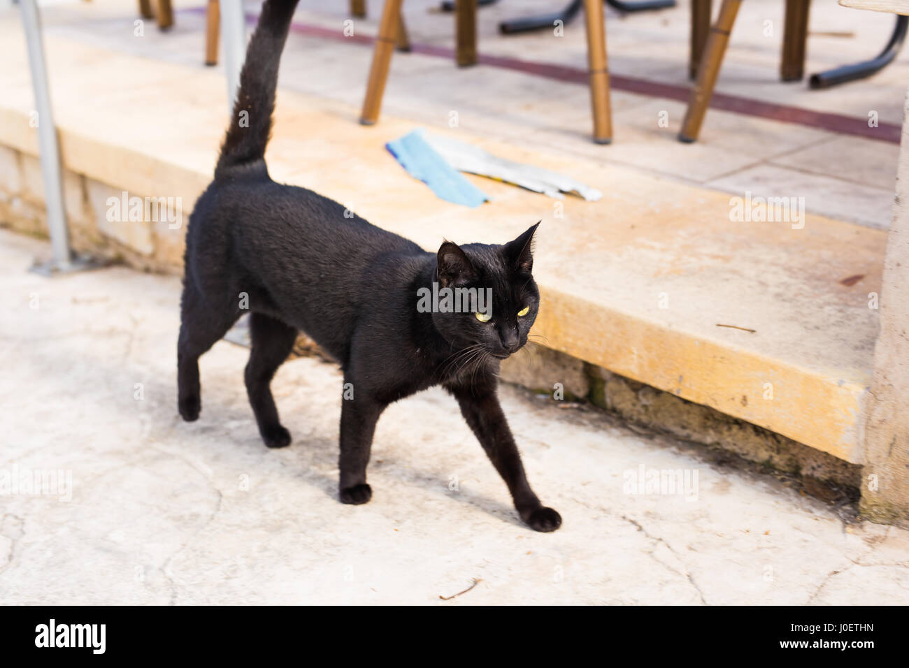Black cat walking outdoors Stock Photo - Alamy