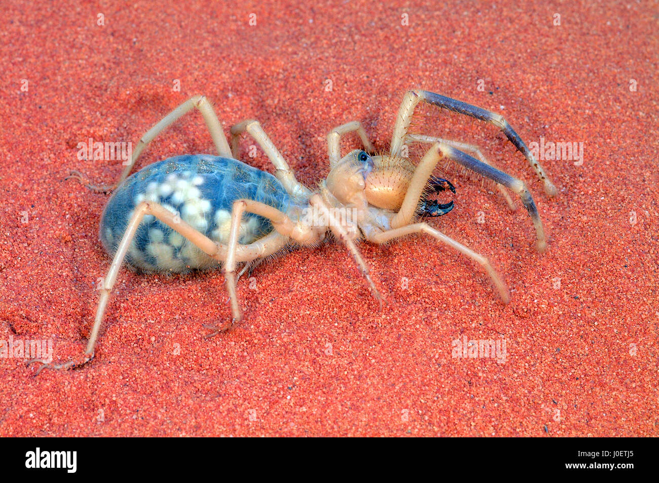 Camel spider female showing eggs in abdomen Stock Photo