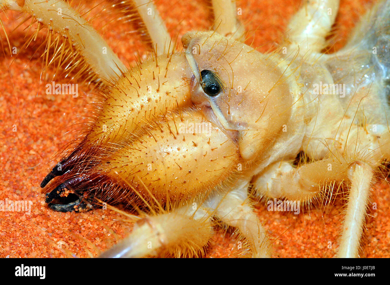Camel spider close-up of head Stock Photo