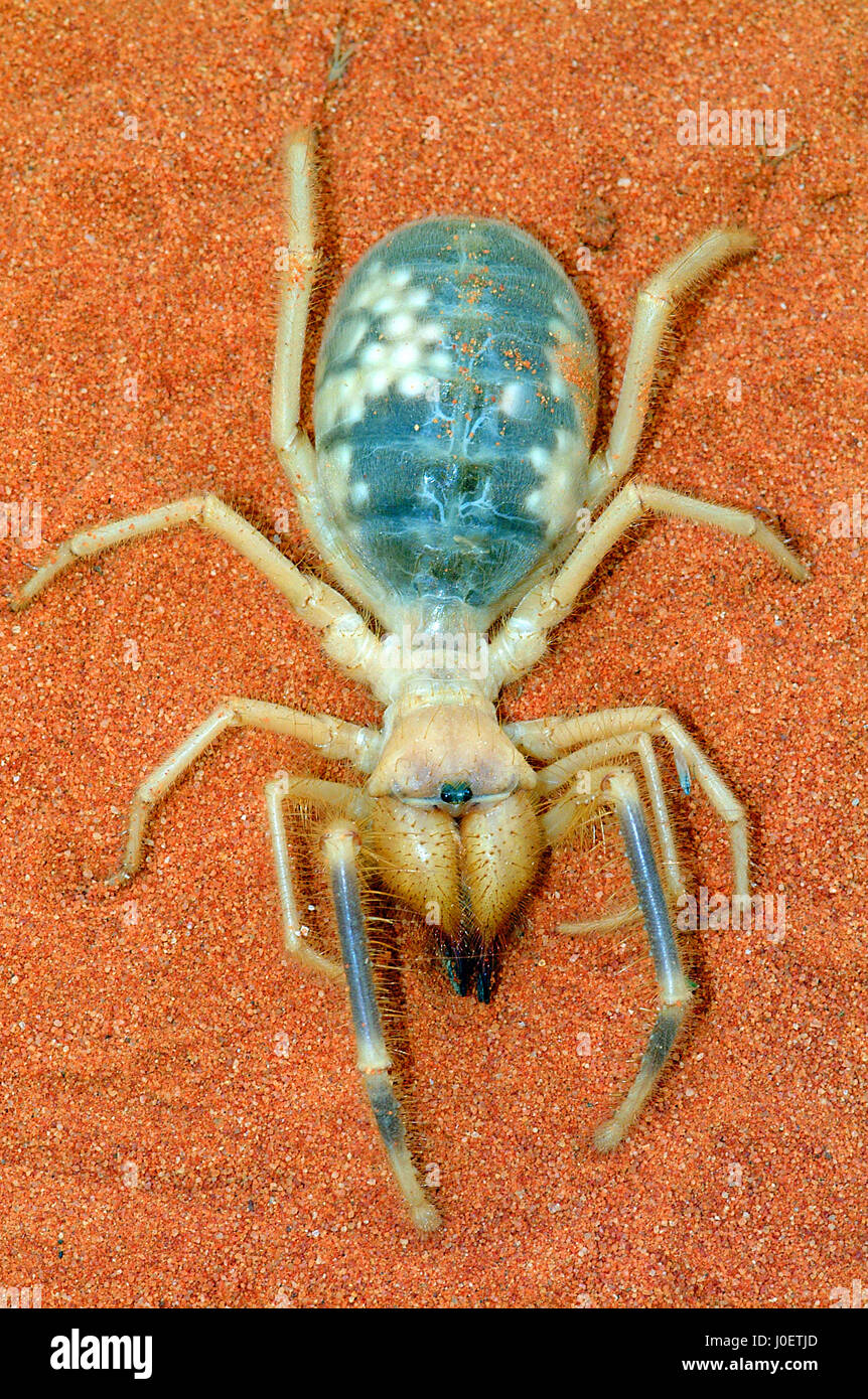 Pregnant Camel Spider Female Showing Eggs Through The Abdomen Stock pregnant-camel-spider-female-showing-eggs-through-the-abdomen-stock