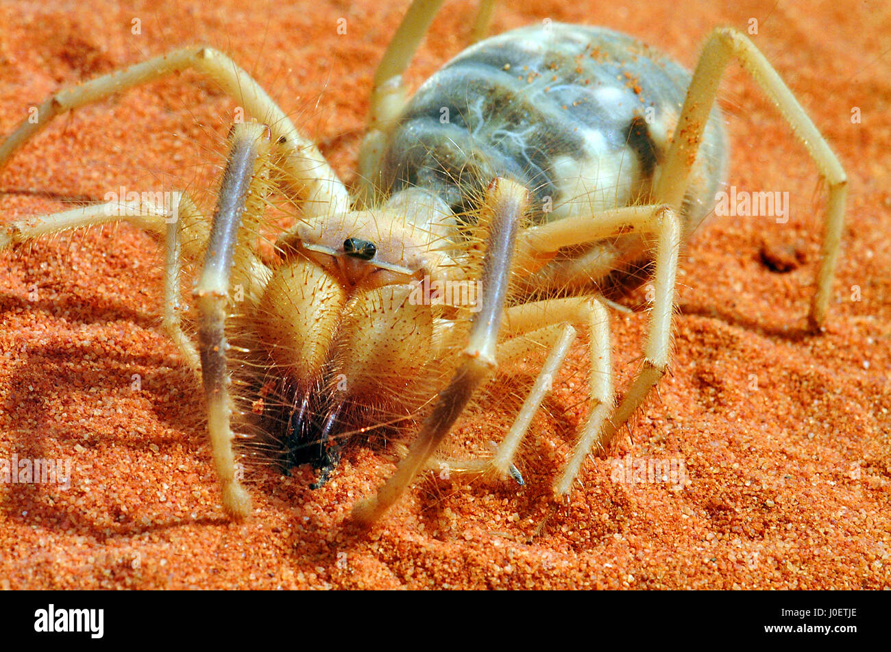 Camel spider showing eggs in abdomen Stock Photo