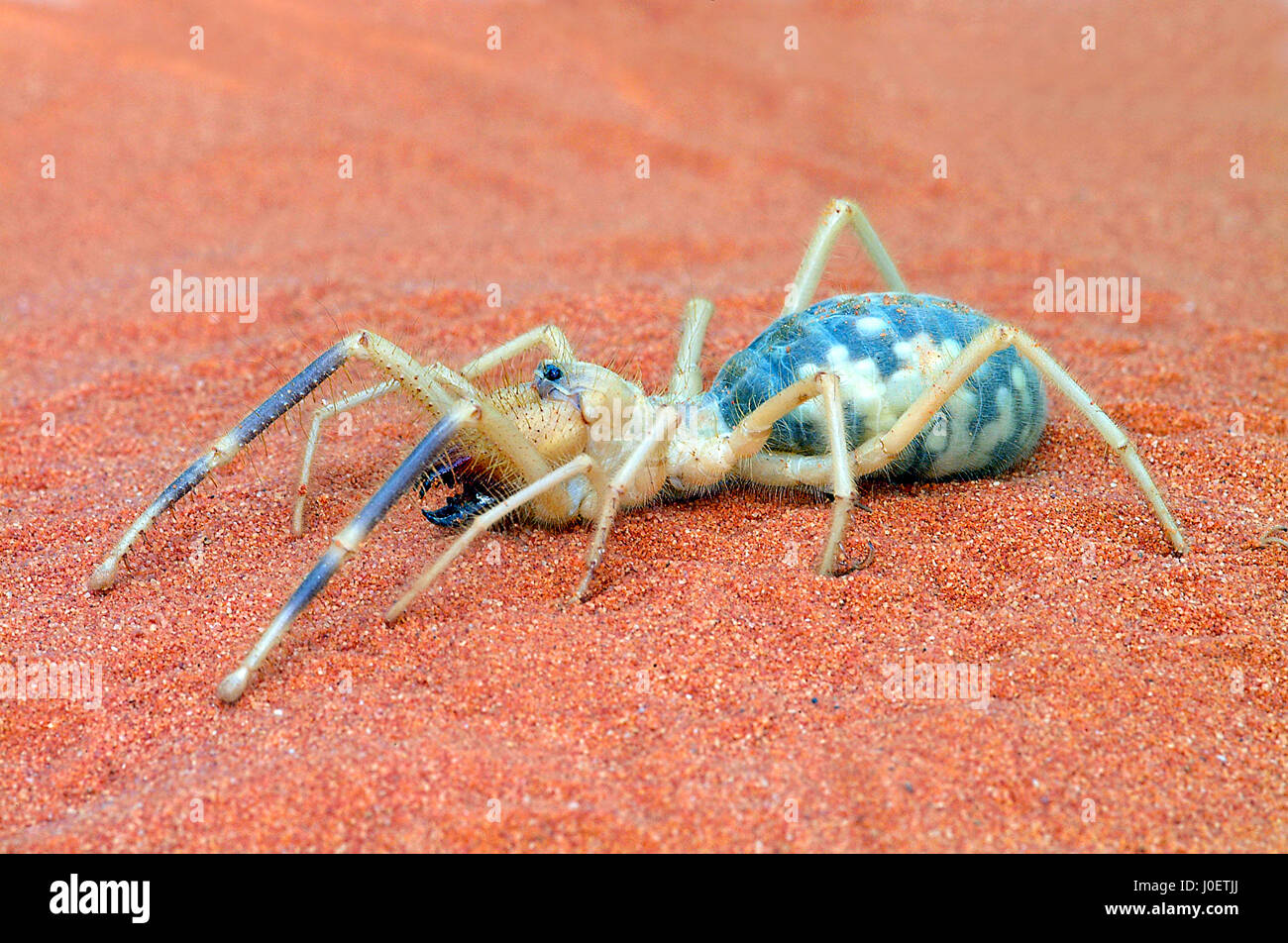 Camel spider female showing eggs in abdomen Stock Photo