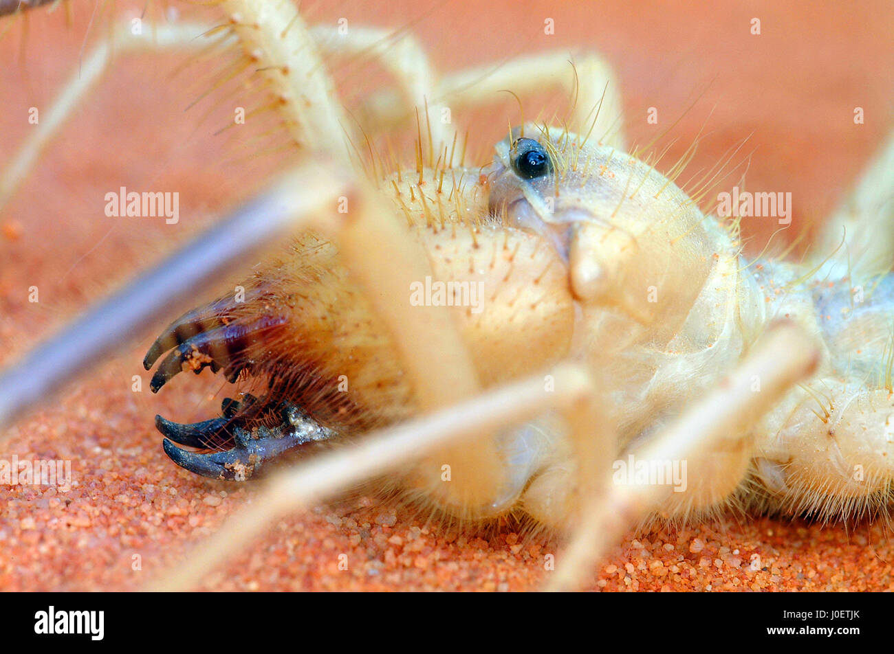 Camel spider close-up of head Stock Photo