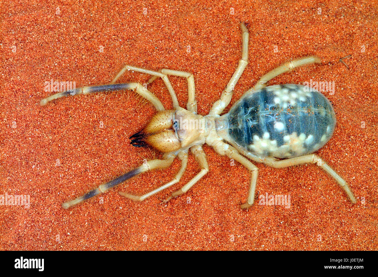 Spider abdomen hi-res stock photography and images - Alamy
