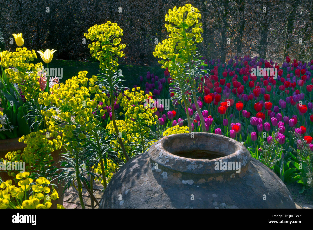 Euphorbia characias subsp. wulfenii spurge in garden with pot Stock Photo