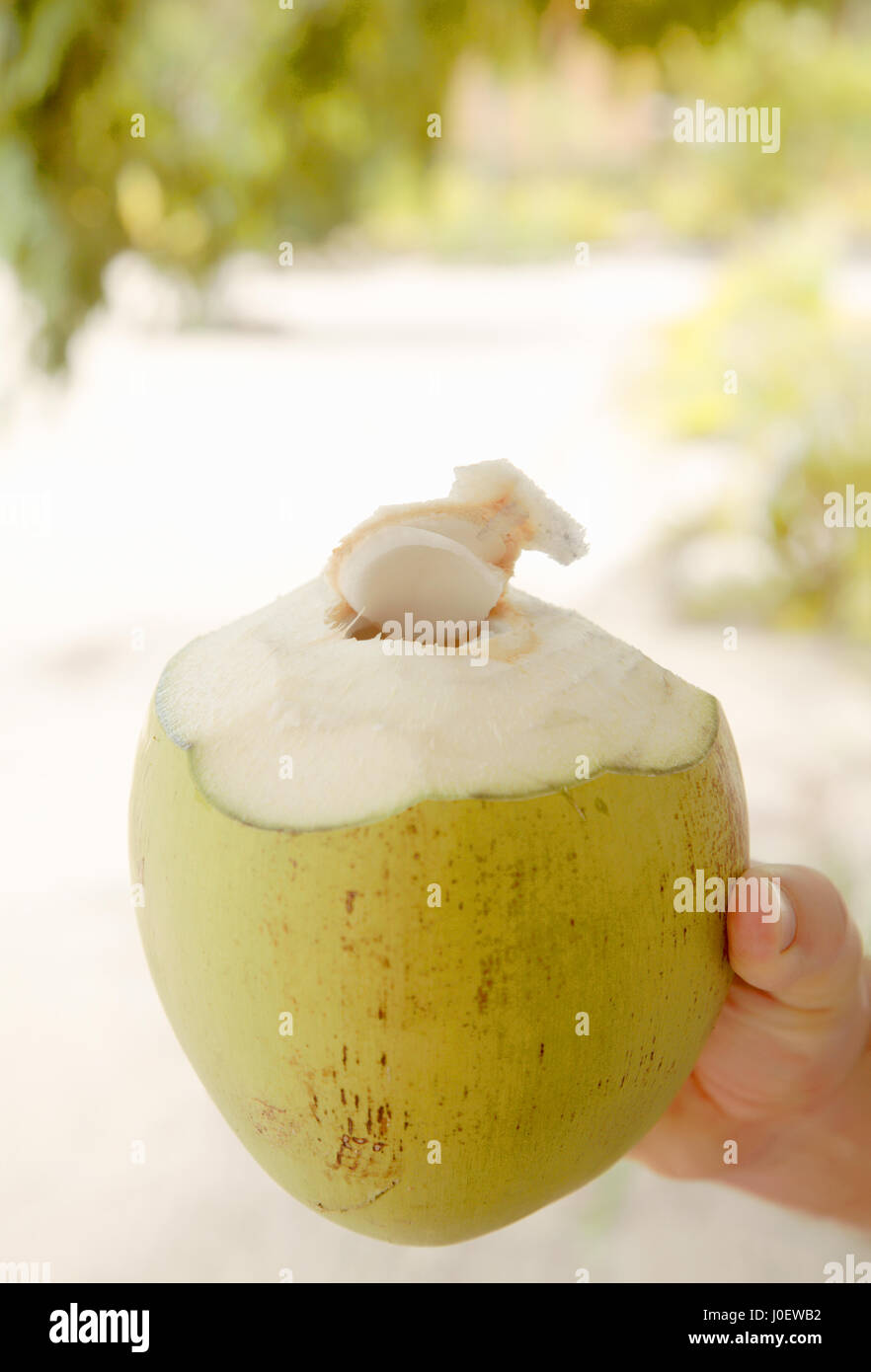 Coconut with coconut water, Bahia, Brazil, South America Stock Photo