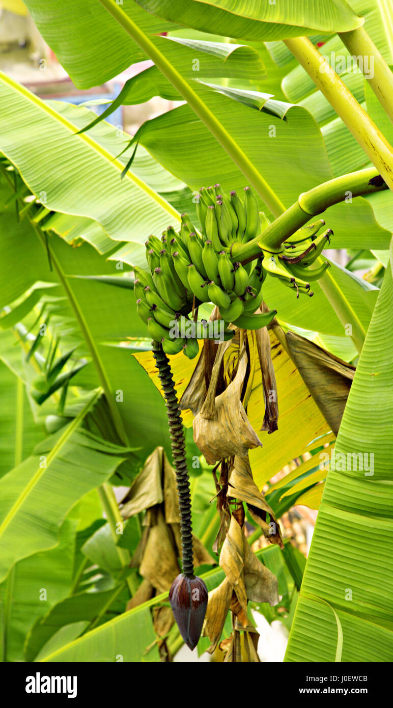 Banana tree with fruits, Bahia, Brazil, South America Stock Photo