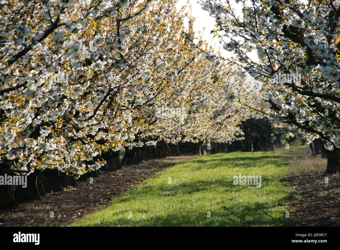 Beautiful alley full trees hi-res stock photography and images - Alamy