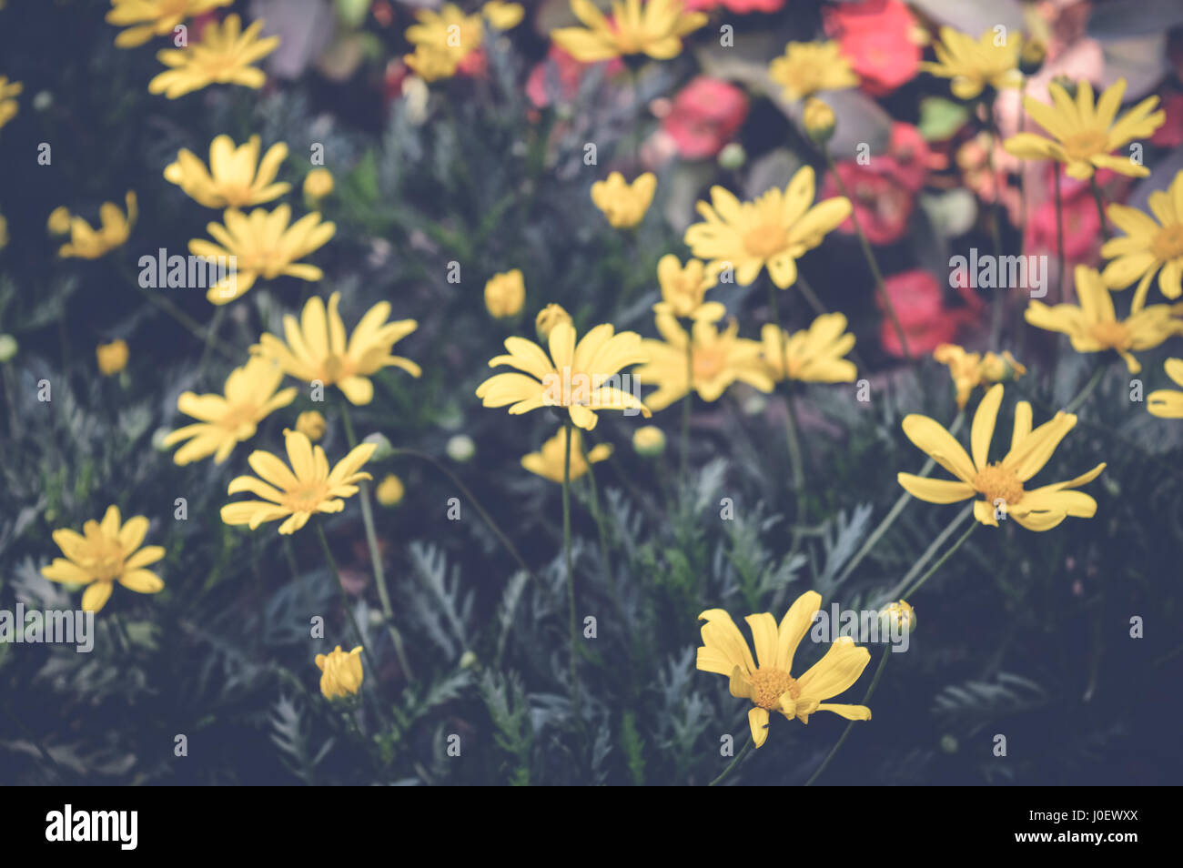 daisy yellow flowers over green leaves Stock Photo - Alamy