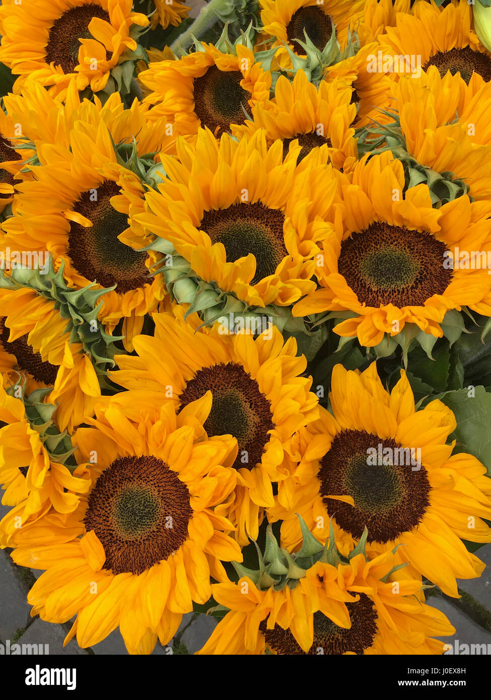 Outdoor market sunflowers hires stock photography and images Alamy