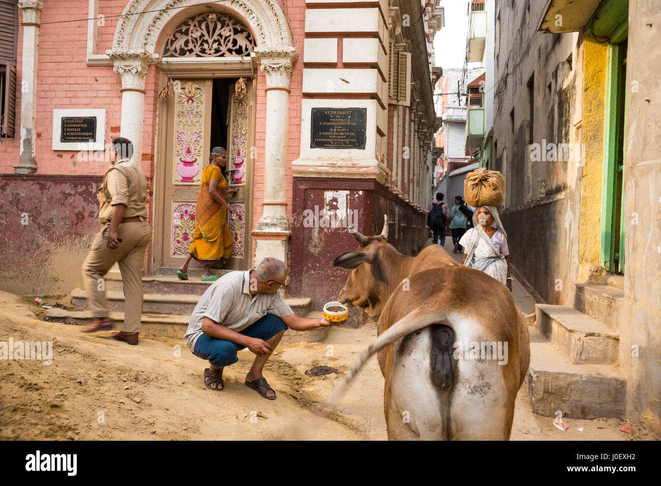Man feeding cow, varanasi, uttar pradesh, india, asia Stock Photo