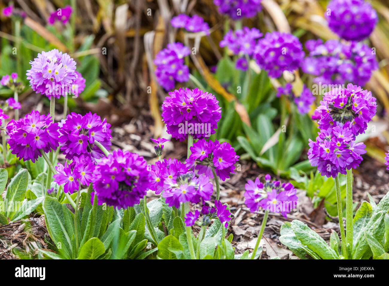 Primula denticulata Drumstick Primroses Stock Photo