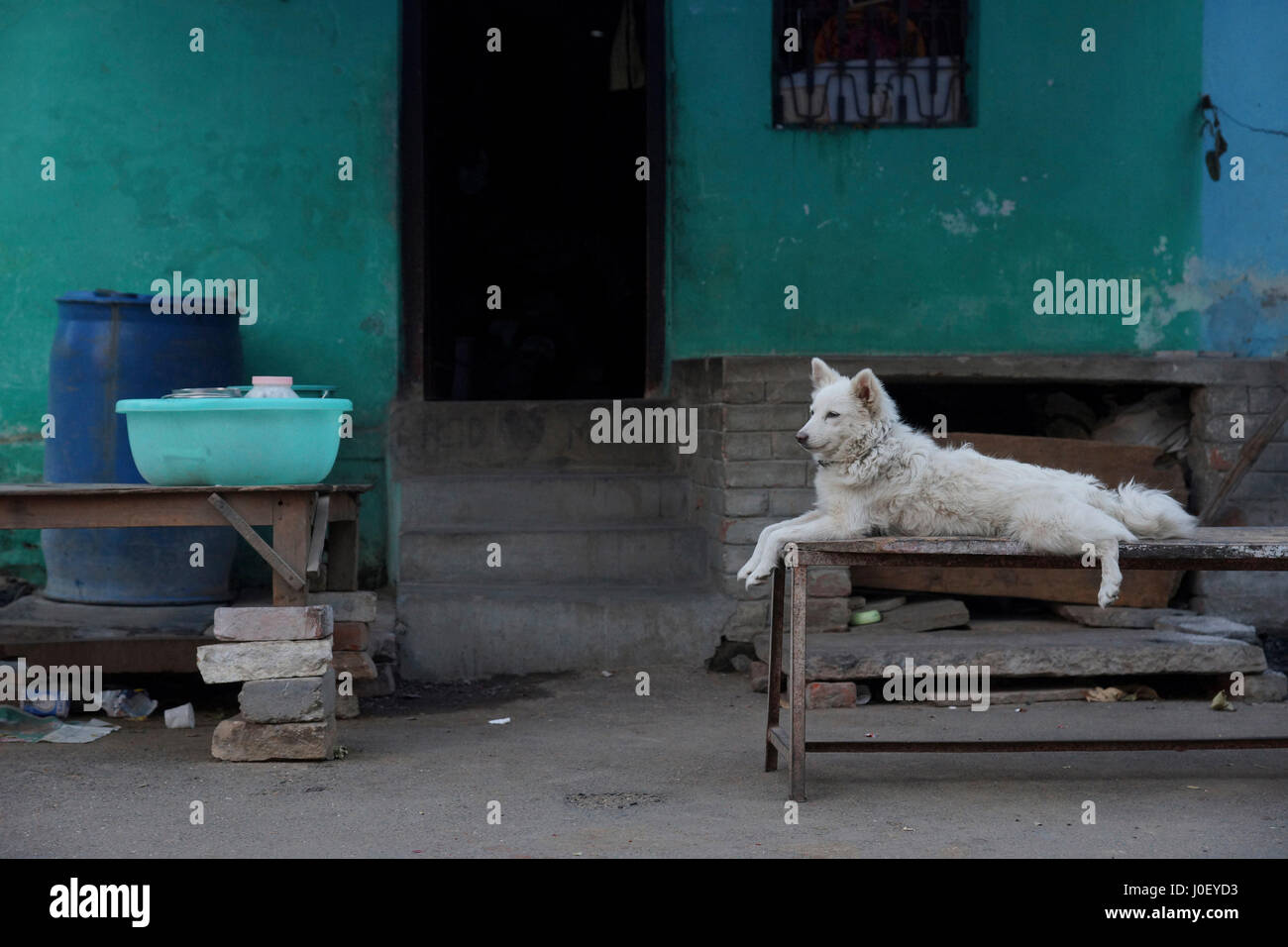 Dog and house, varanasi, uttar pradesh, india, asia Stock Photo Alamy