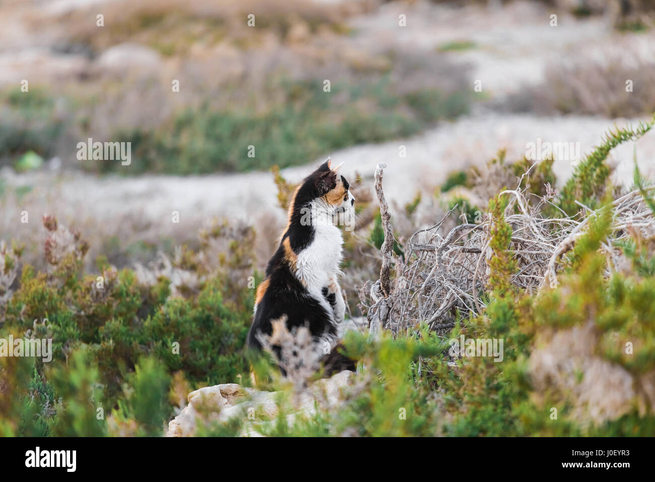The cat looks out for prey. Hunting Stock Photo - Alamy