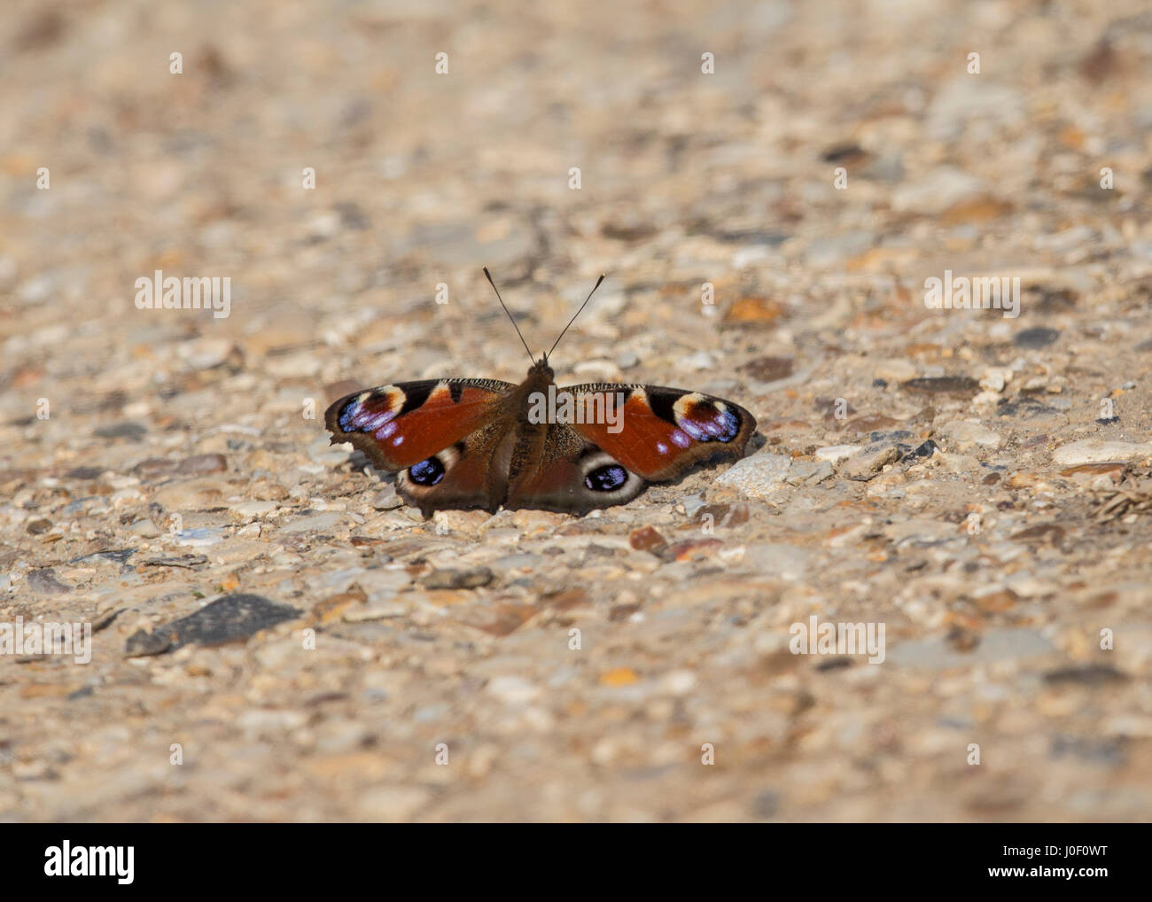 Peacock butterfly resting on a path Stock Photo - Alamy