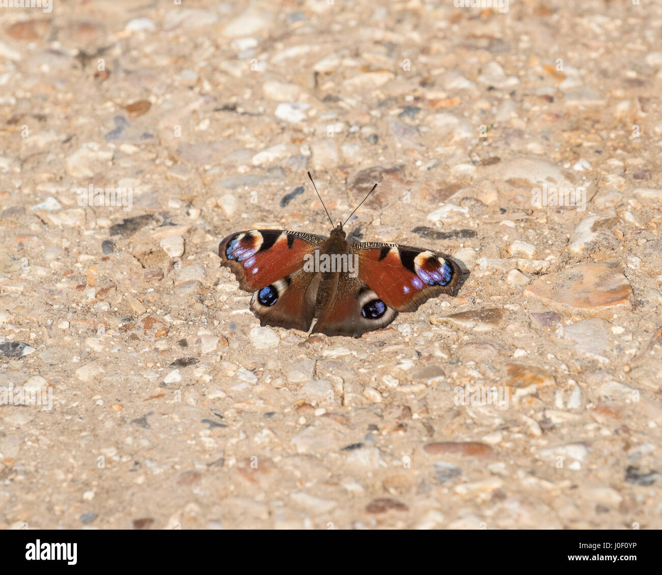 Peacock butterfly resting on a path Stock Photo - Alamy