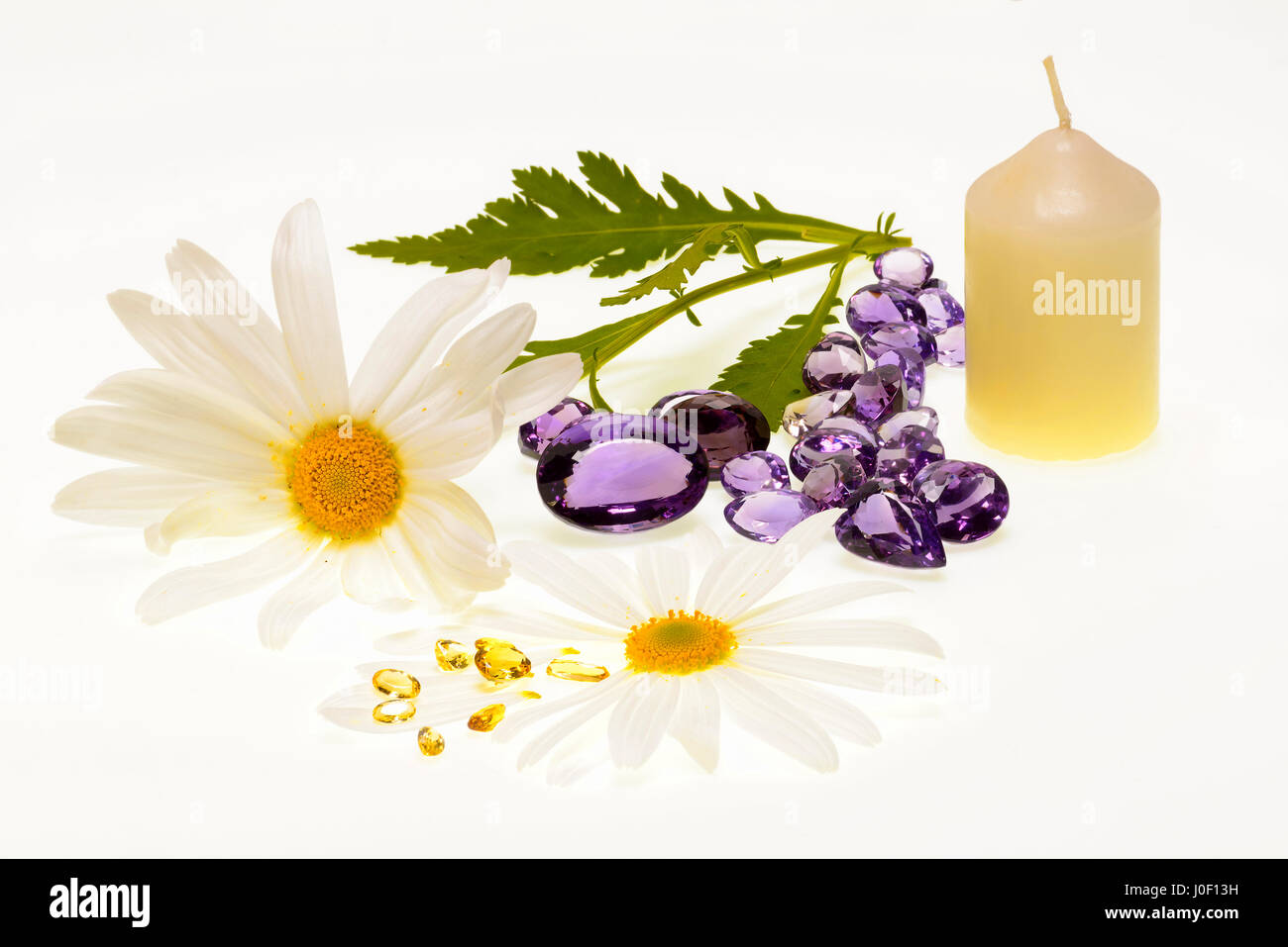 Daisy plant with flowers isolated on white background Stock Photo - Alamy