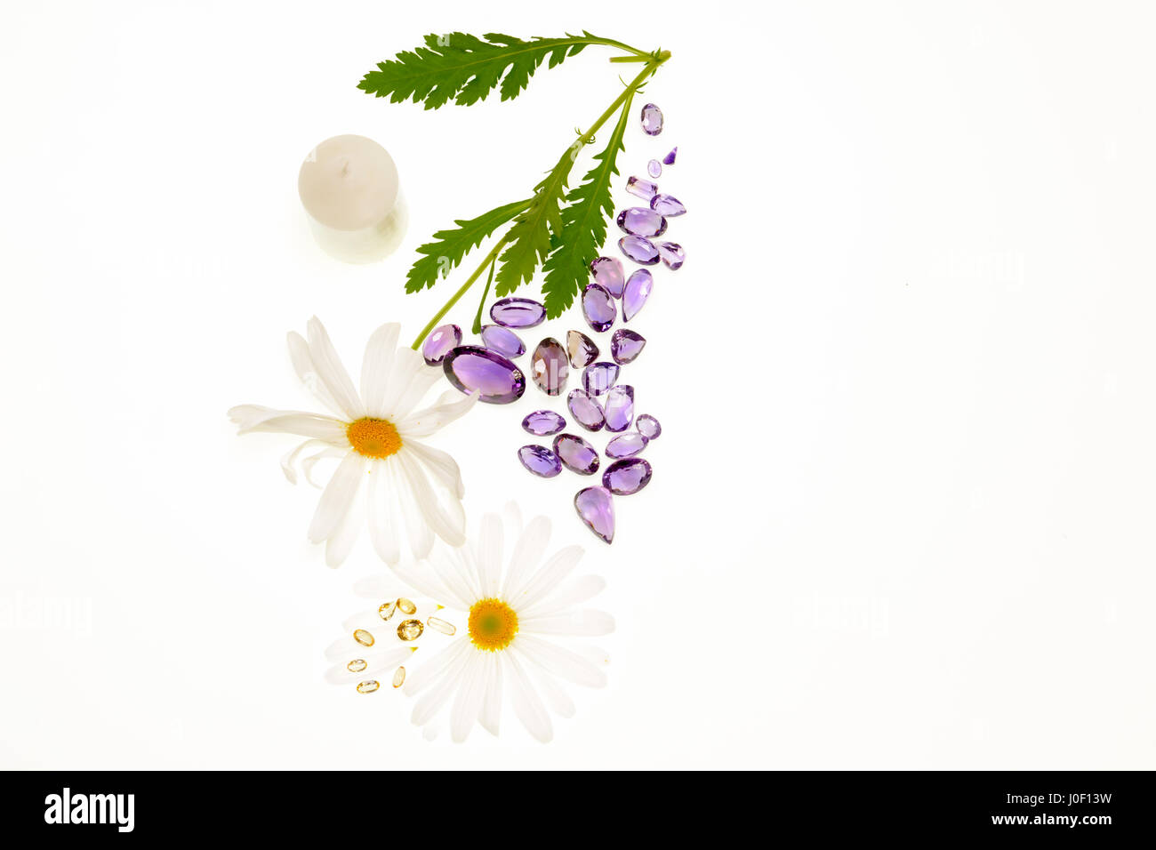 Daisy plant with flowers isolated on white background Stock Photo - Alamy
