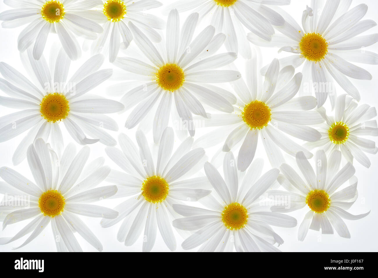 Daisy plant with flowers isolated on white background Stock Photo - Alamy