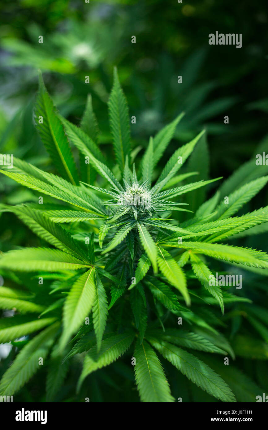 Legal Medical Cannabis plant leaf in a farm Stock Photo
