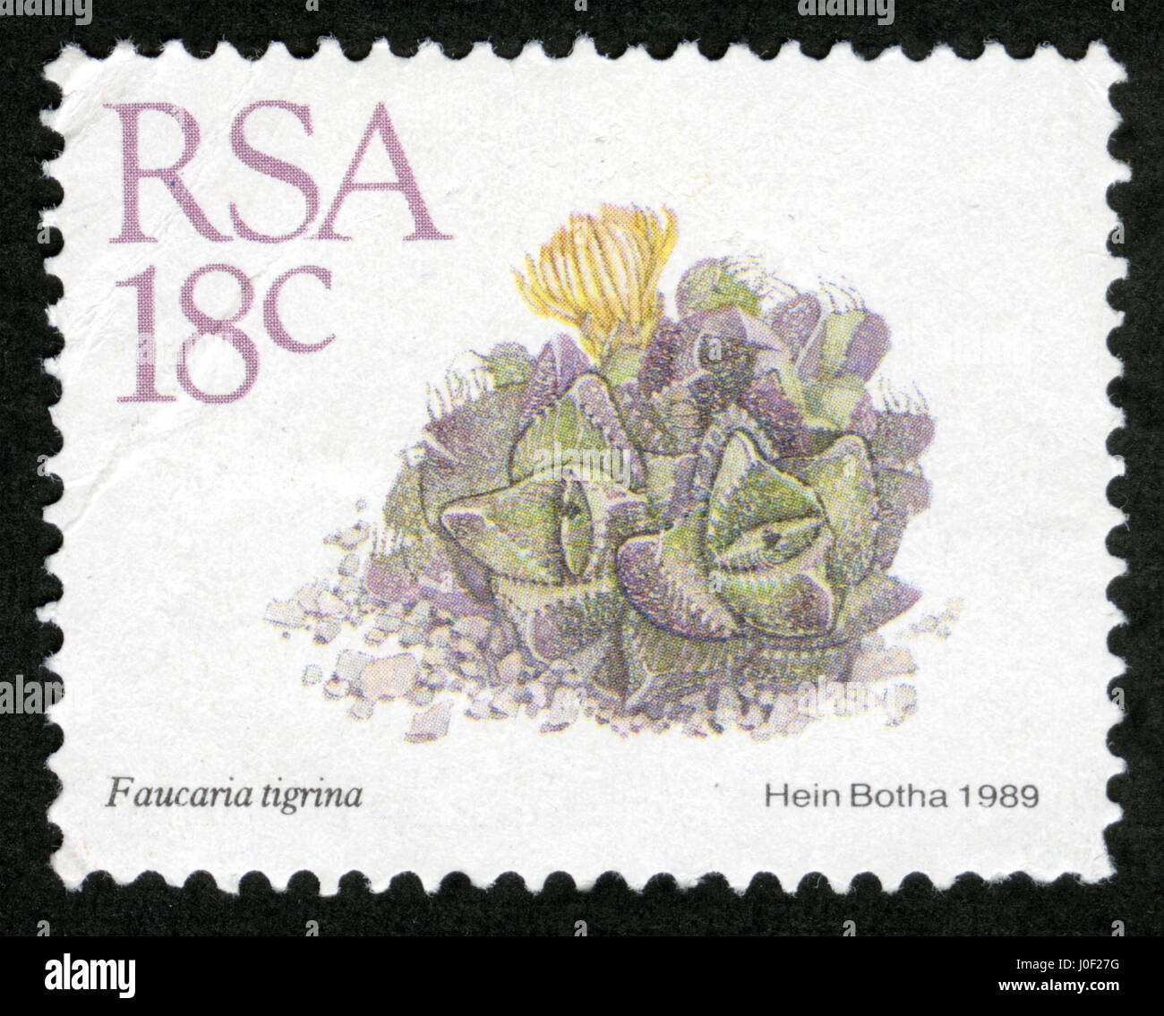 SOUTH AFRICA - CIRCA 1989: A stamp printed in South Africa (RSA), a flower bush Faucaria tigrina, circa 1989 Stock Photo
