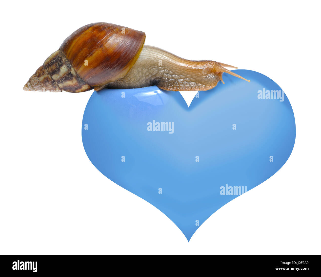 Snail on heart isolated white background Stock Photo Alamy