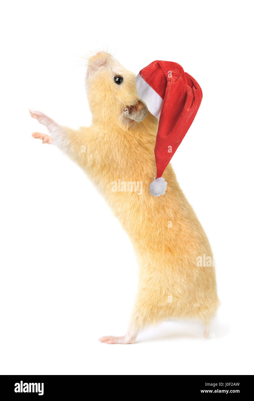 Christmas hamster isolated on white background Stock Photo