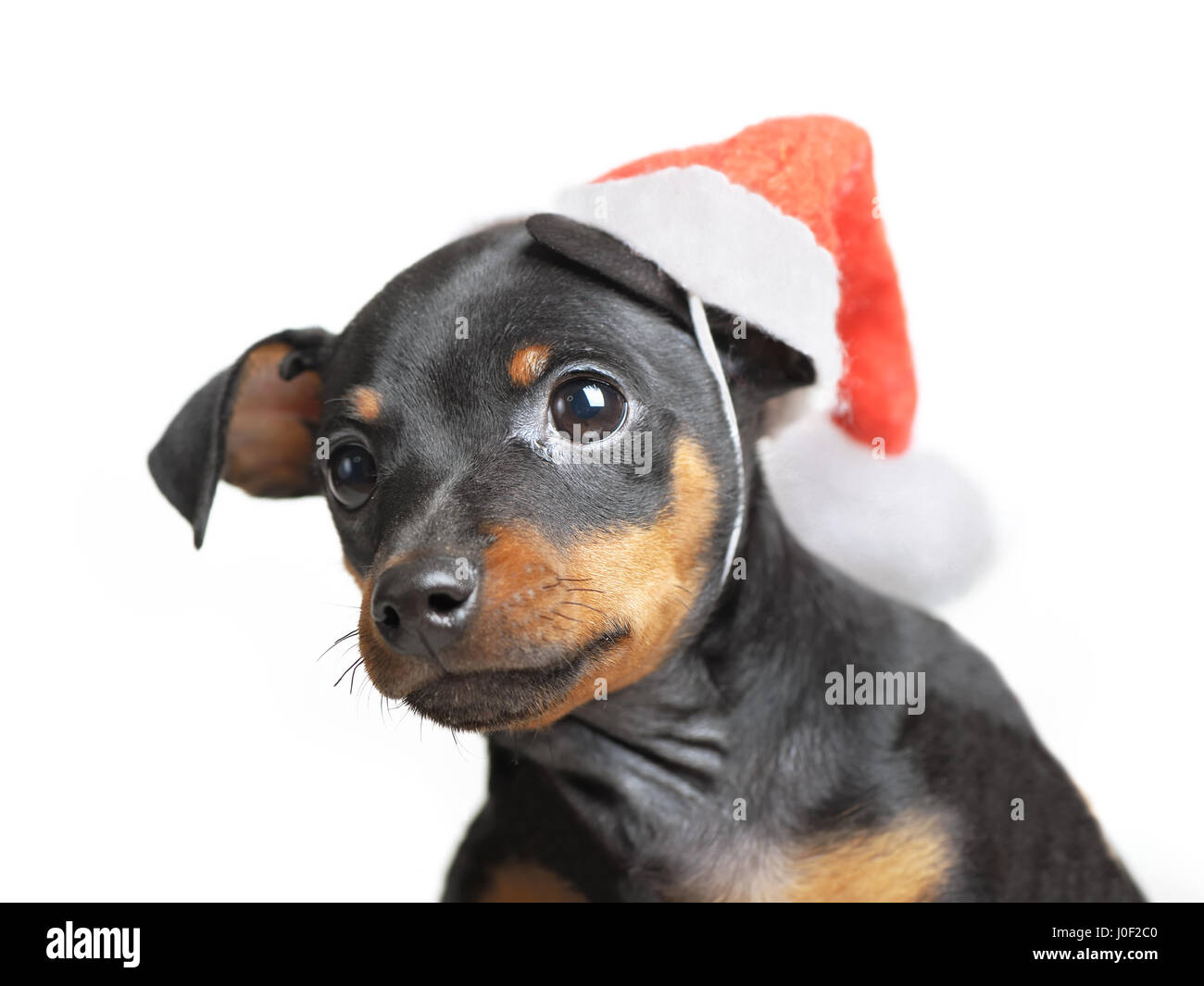 Dog in Santa hat isolated on white background Stock Photo - Alamy