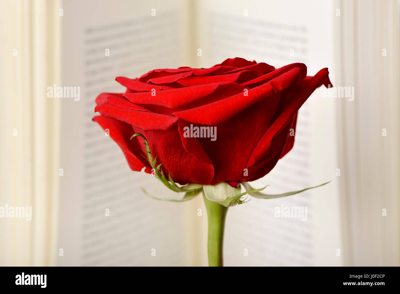 closeup of a red rose in an open book for Sant Jordi, the Catalan name ...