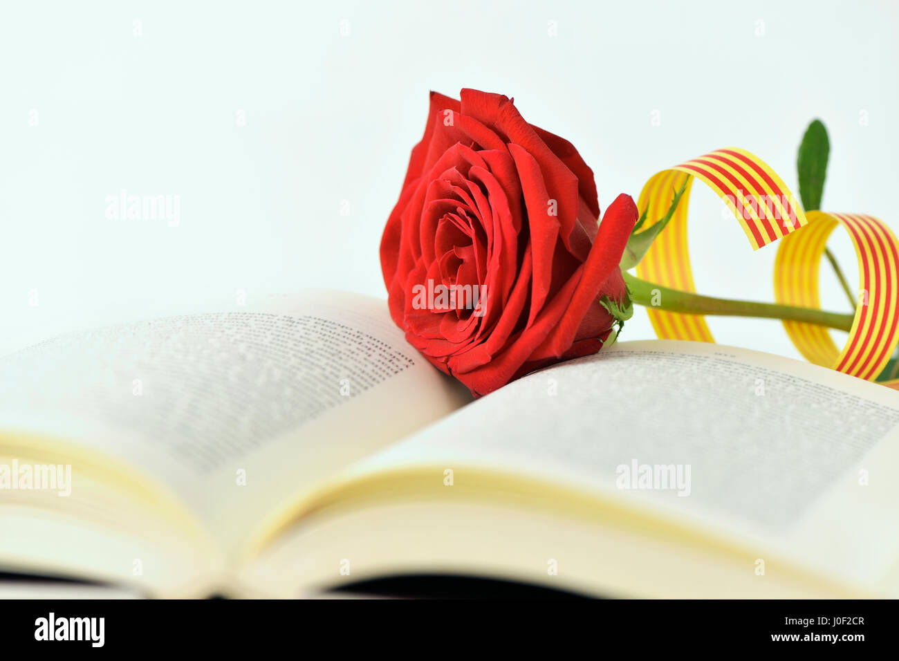 closeup of a red rose and a catalan flag in an open book for Sant Jordi ...