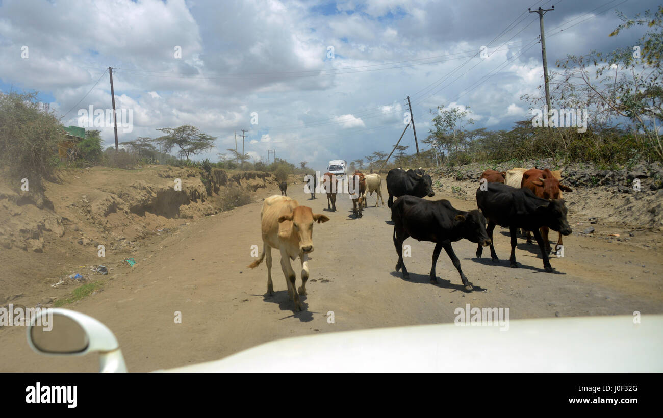 Africa Kenya: A massive herd of cows passes a 4x4 on North Road Lake ...