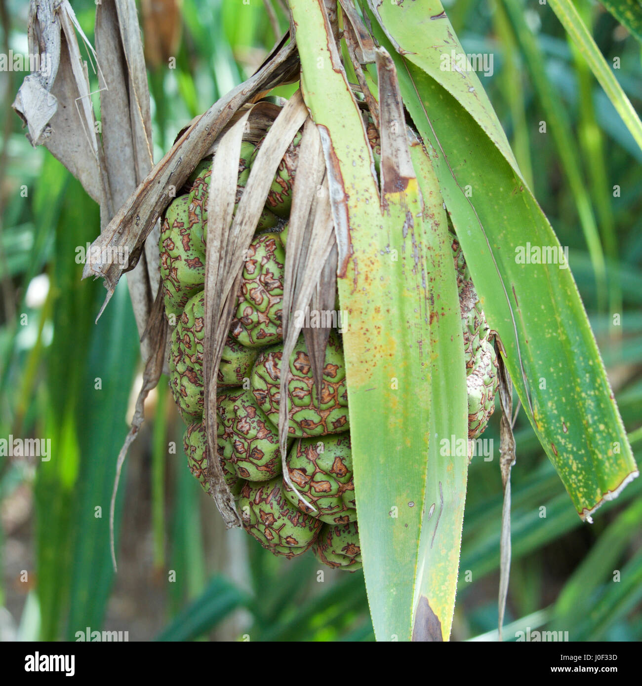 Pandanus Fruit, Pandanus tectorius, Pandanus Tree, Pandanus Screw Pine