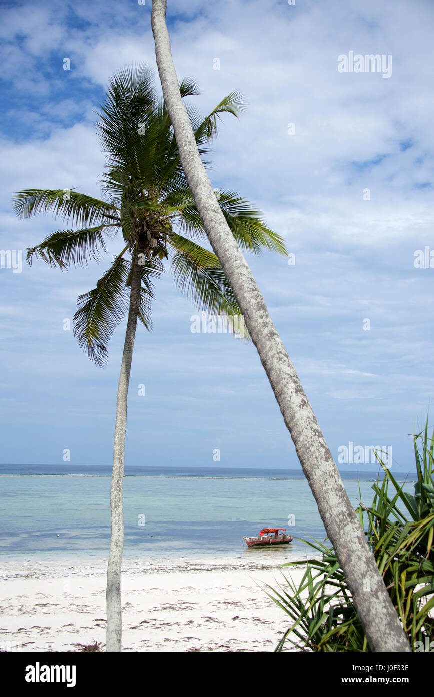 Palm Trees, Coconuts, Beach and dhow, Matemwe, Zanzibar island ...
