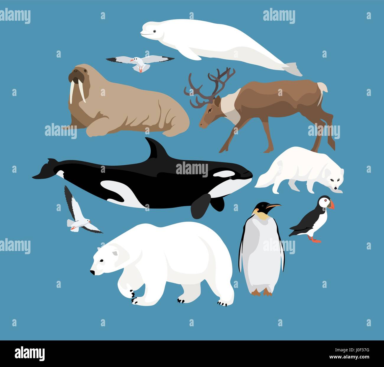 Polar animals circle set with white polar bear and narwhal, whale, reindeer, seal, walrus, arctic fox, penguin, puffin and seagulls Stock Vector