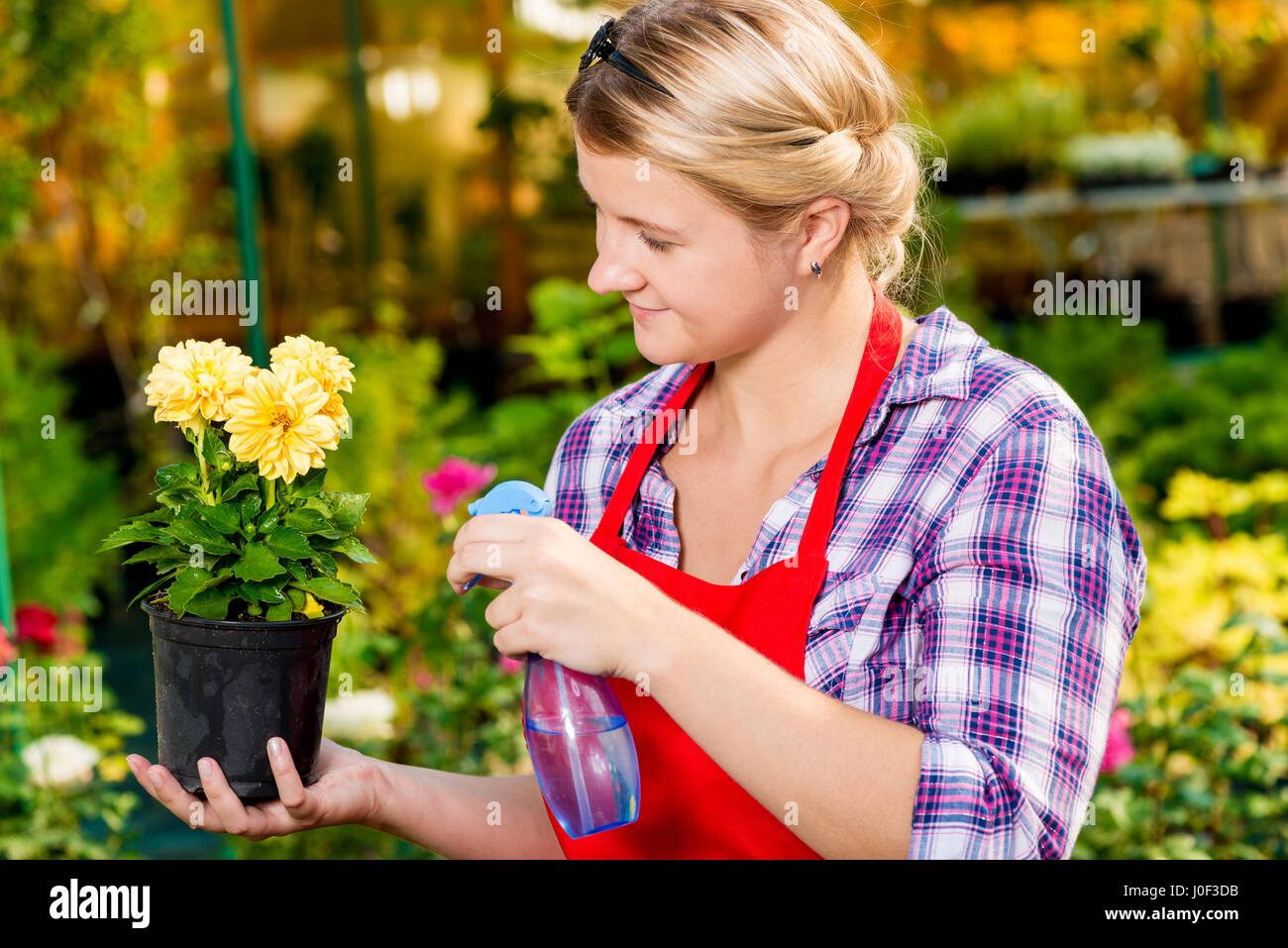 Girl gardener sprinkles flowers with water in the greenhouse Stock Photo