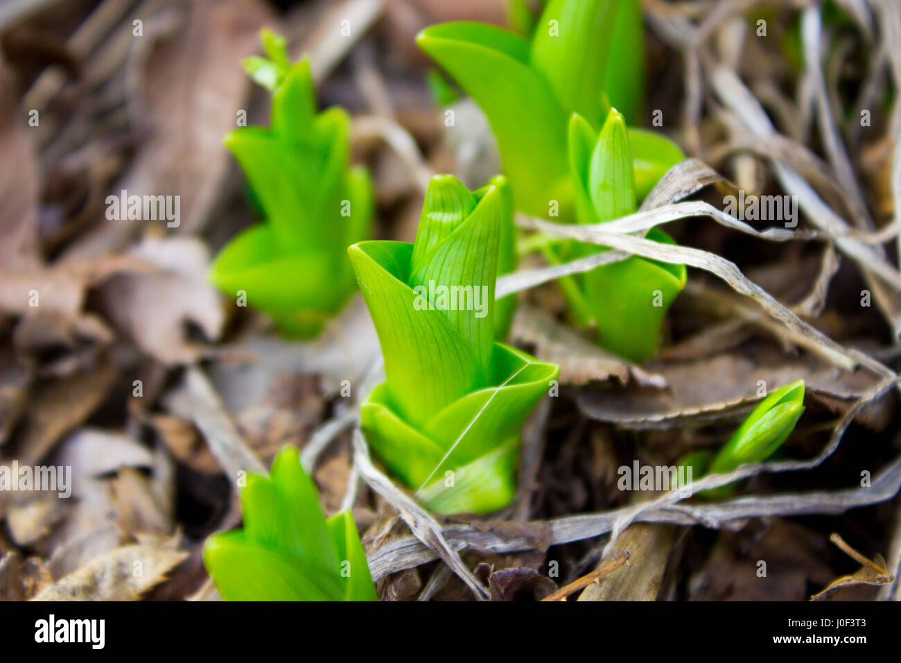spring sprout Stock Photo