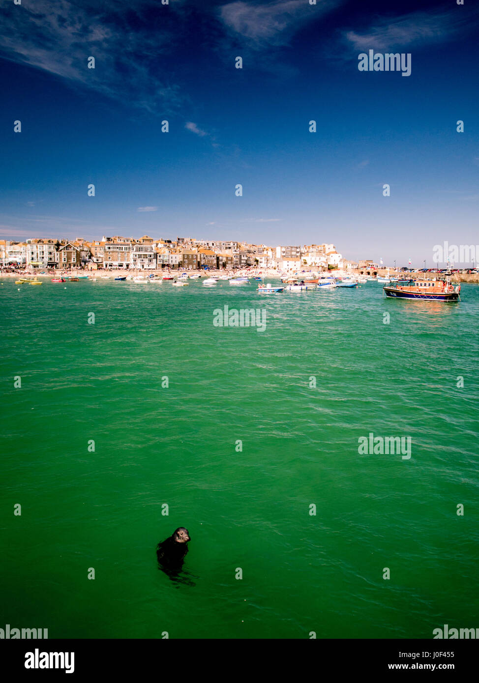 St Ives beach in Cornwall, England with a seal swimming in the bay