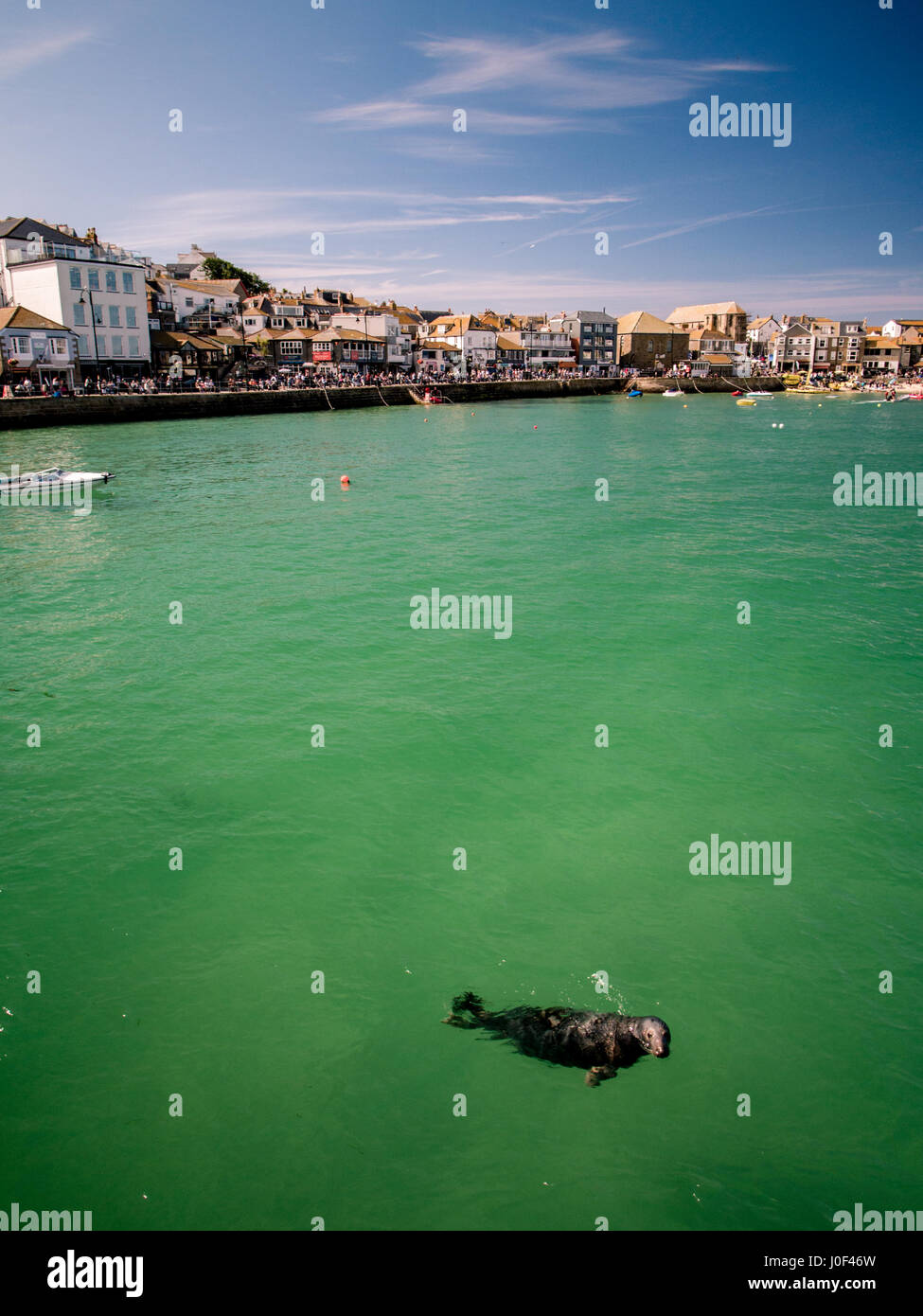 St Ives beach in Cornwall, England with a seal swimming in the bay