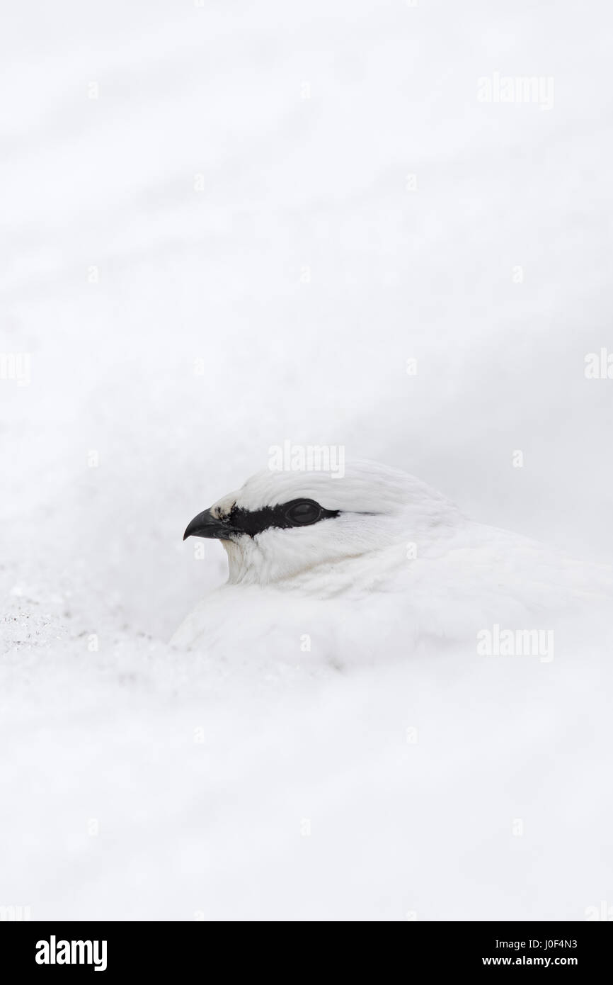 Rock ptarmigan (Lagopus muta / Lagopus mutus) female in winter plumage, close up portrait Stock Photo