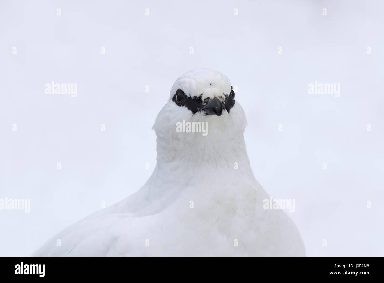 Rock ptarmigan (Lagopus muta / Lagopus mutus) female in winter plumage, close up portrait Stock Photo