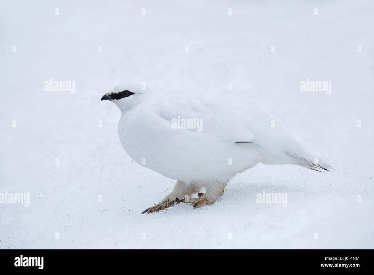 Rock ptarmigan (Lagopus muta / Lagopus mutus) female in winter plumage Stock Photo