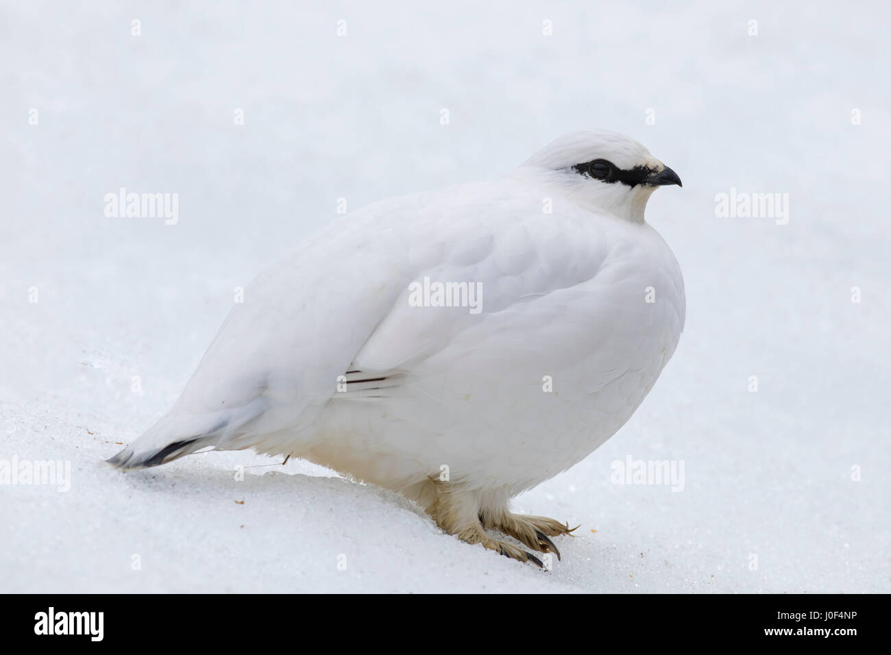 Rock ptarmigan (Lagopus muta / Lagopus mutus) female in winter plumage Stock Photo