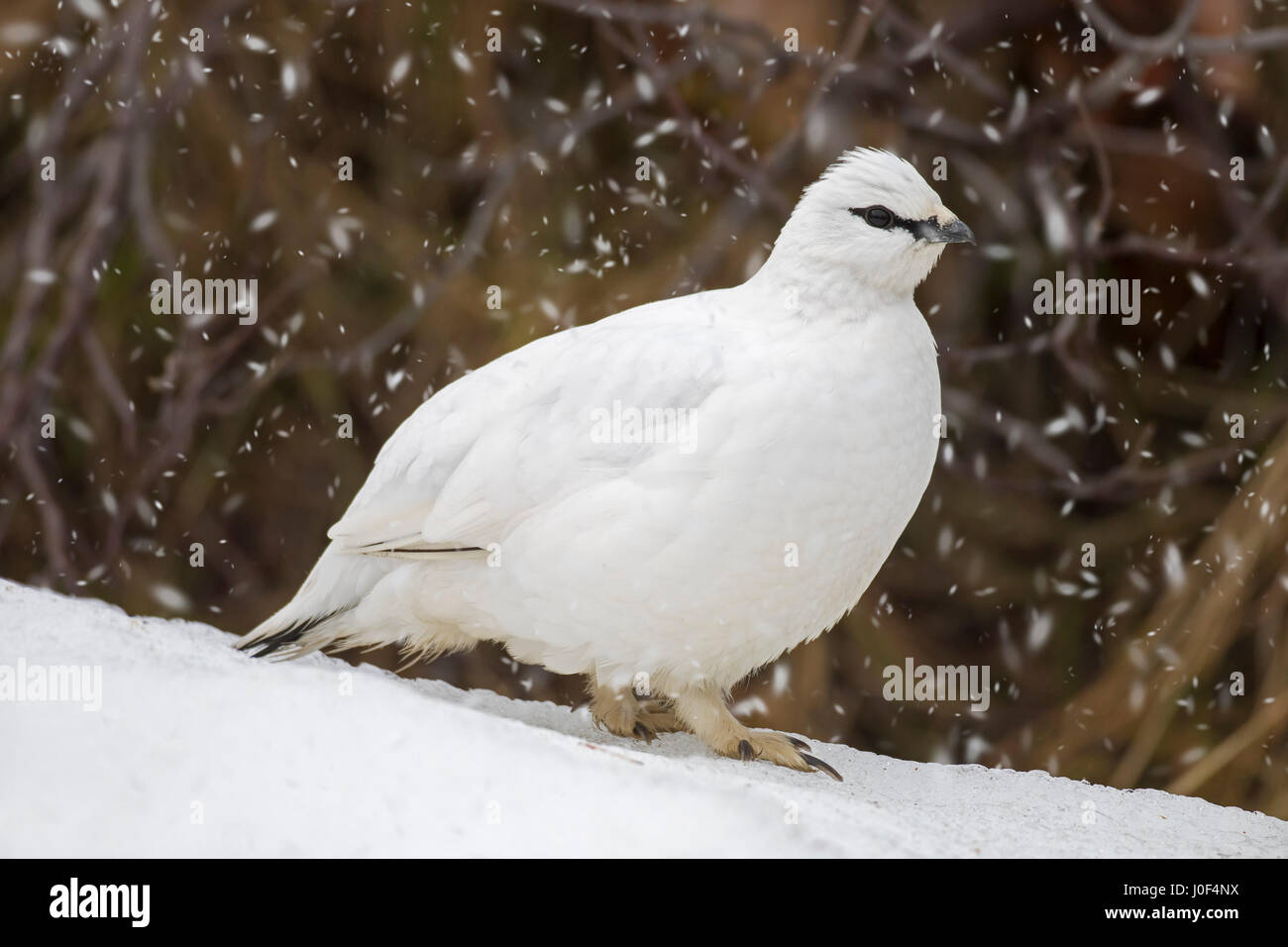 Rock ptarmigan (Lagopus muta / Lagopus mutus) female in winter plumage during snow shower Stock Photo