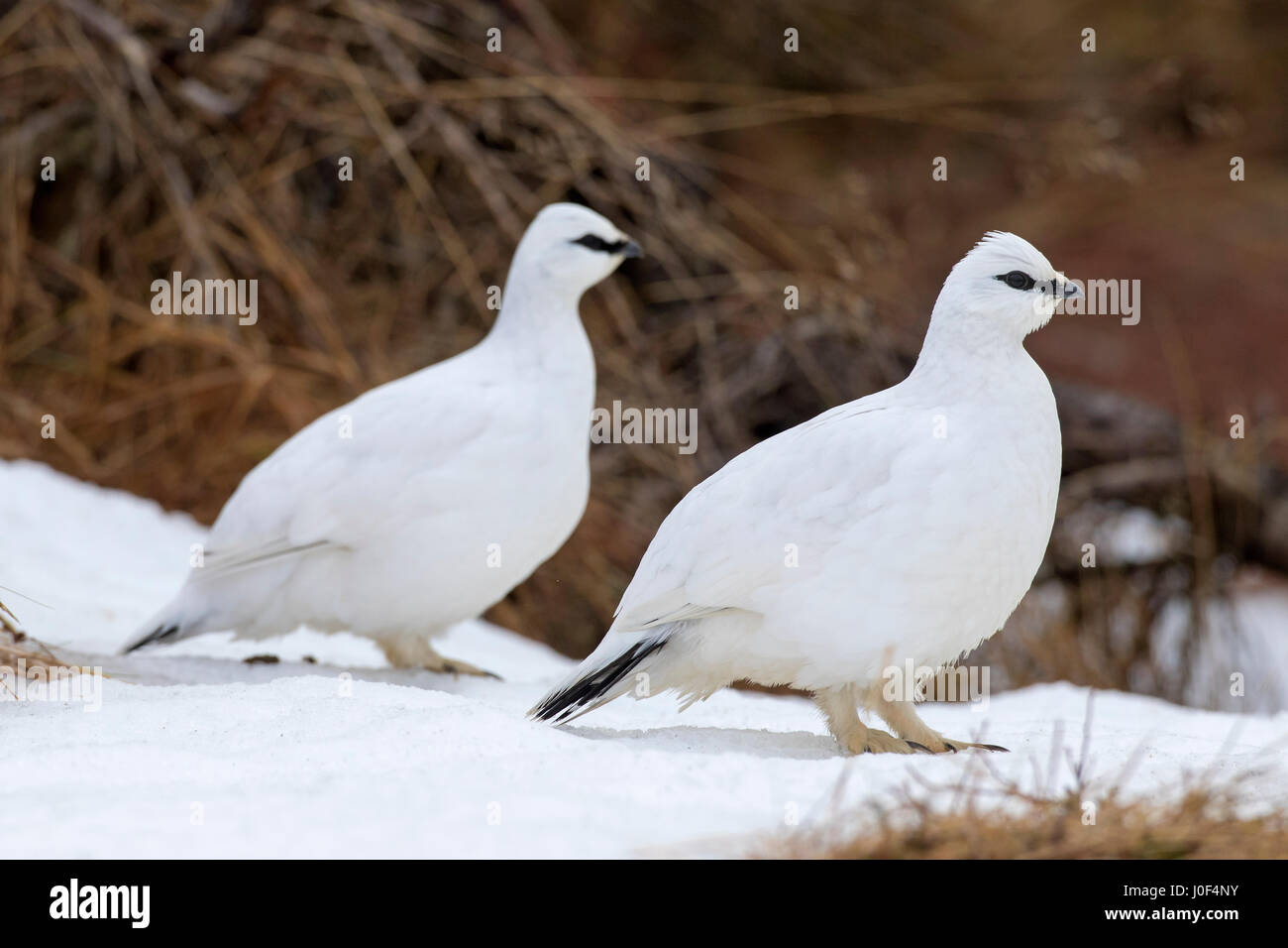 Two rock ptarmigans (Lagopus muta / Lagopus mutus) in winter plumage Stock Photo
