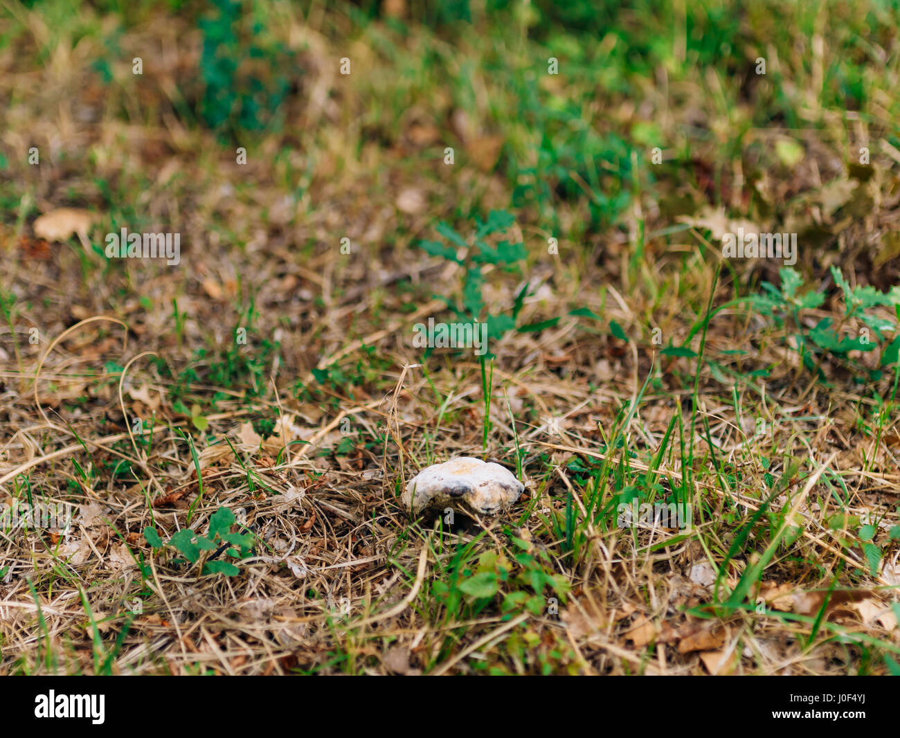 Truffle Mushroom in the woods Stock Photo Alamy
