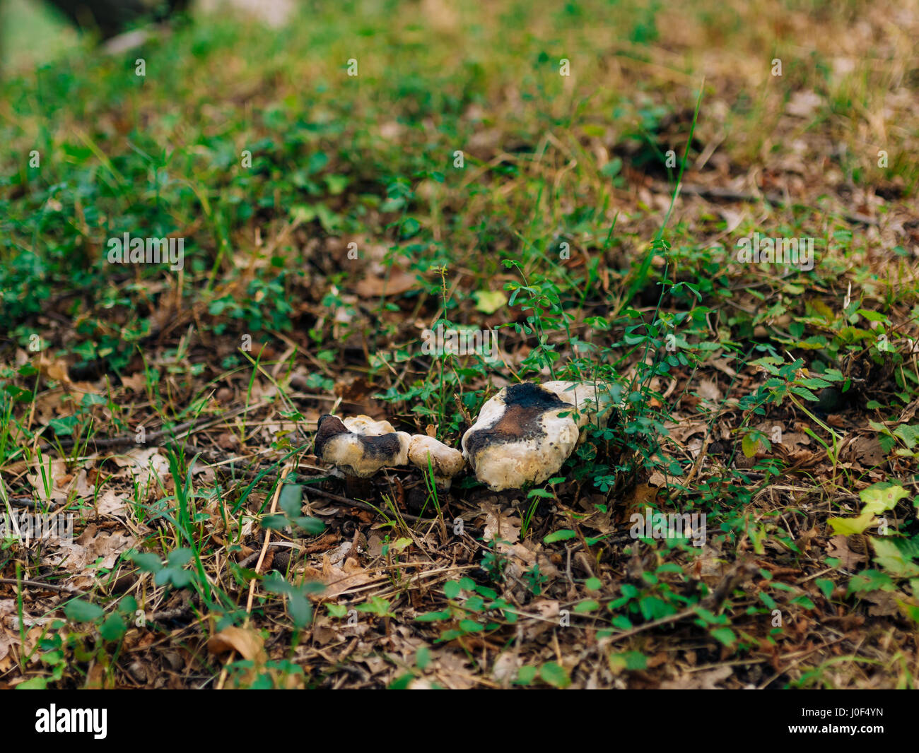 Truffle Mushroom in the woods Stock Photo Alamy